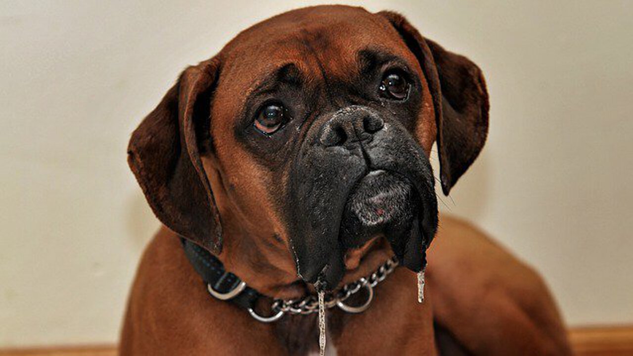 Boxer Hund